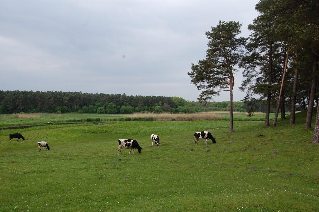 Вербень з panoramio.com - Verben