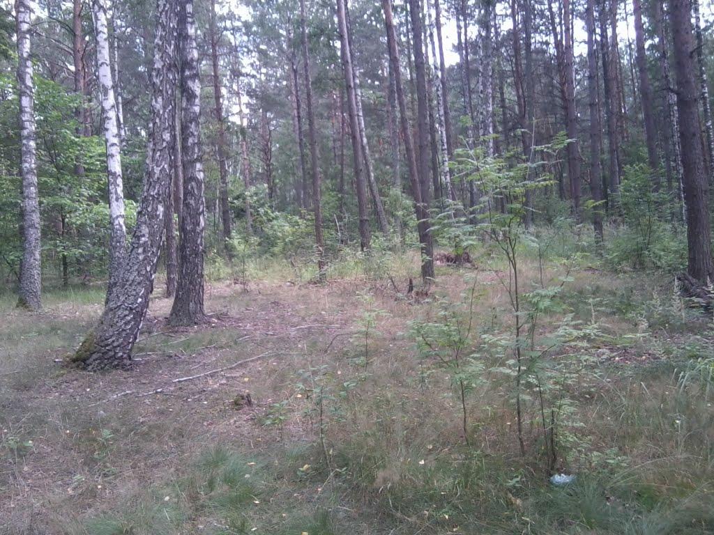 Шостка з panoramio.com - Шостка