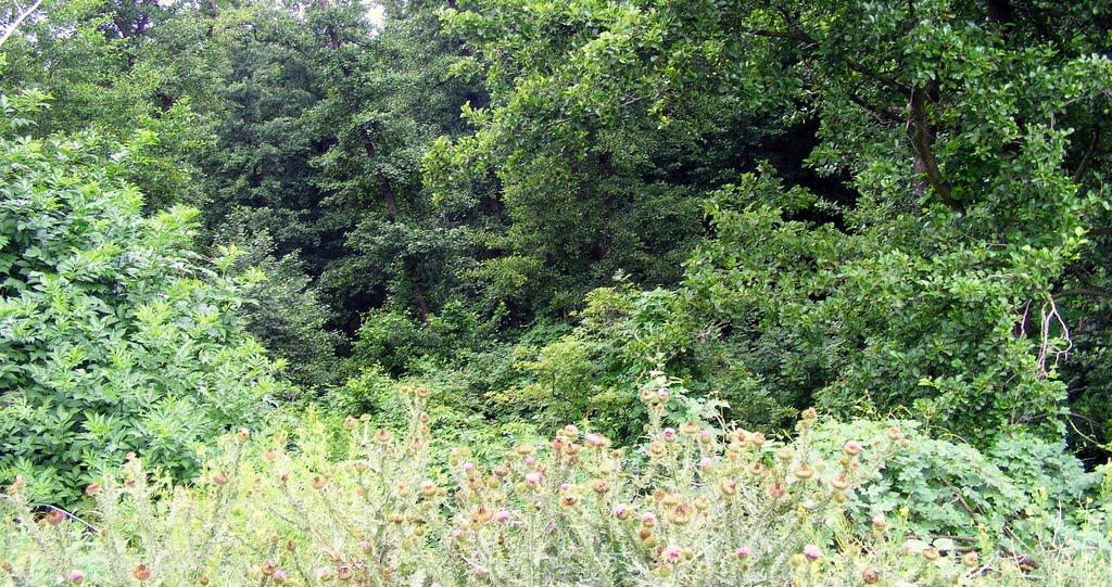 Забарине з panoramio.com - Забарино