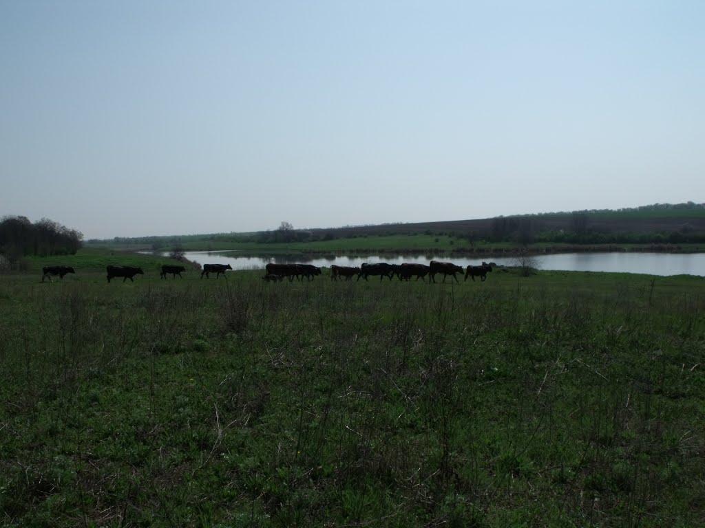 Грушеве з panoramio.com - Грушевое