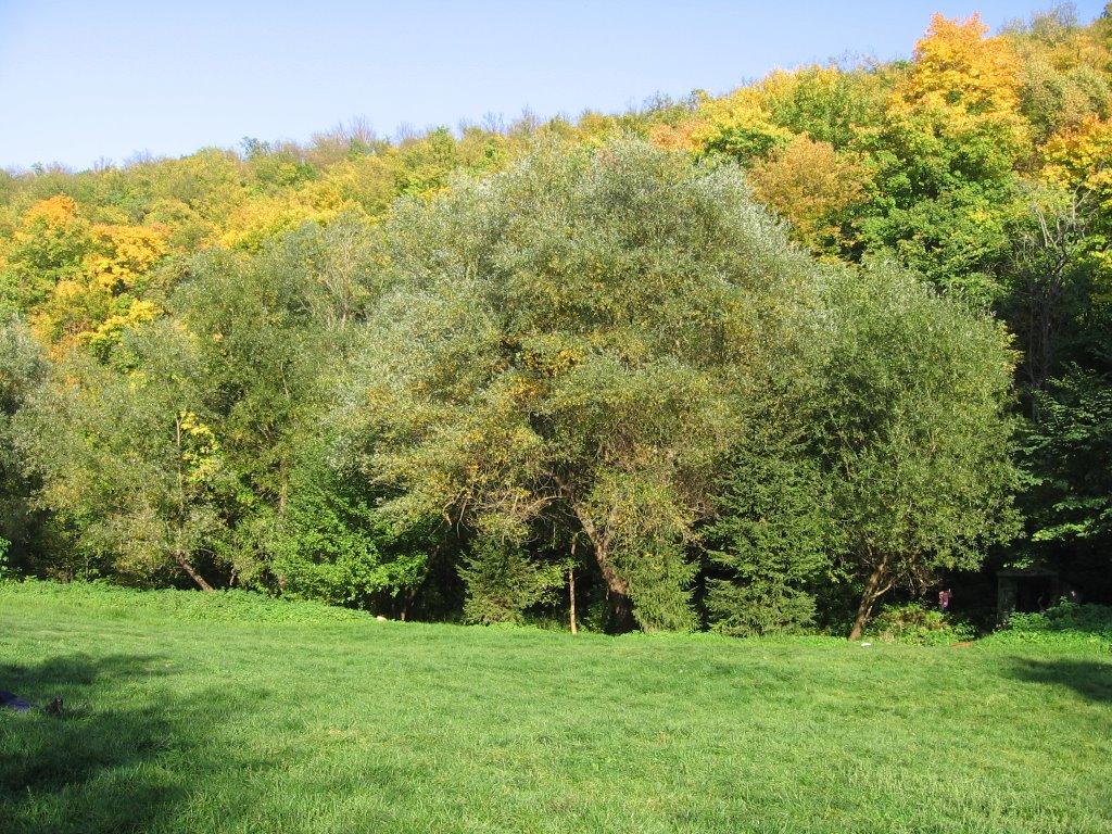 Миролюбівка з panoramio.com - Миролюбівка