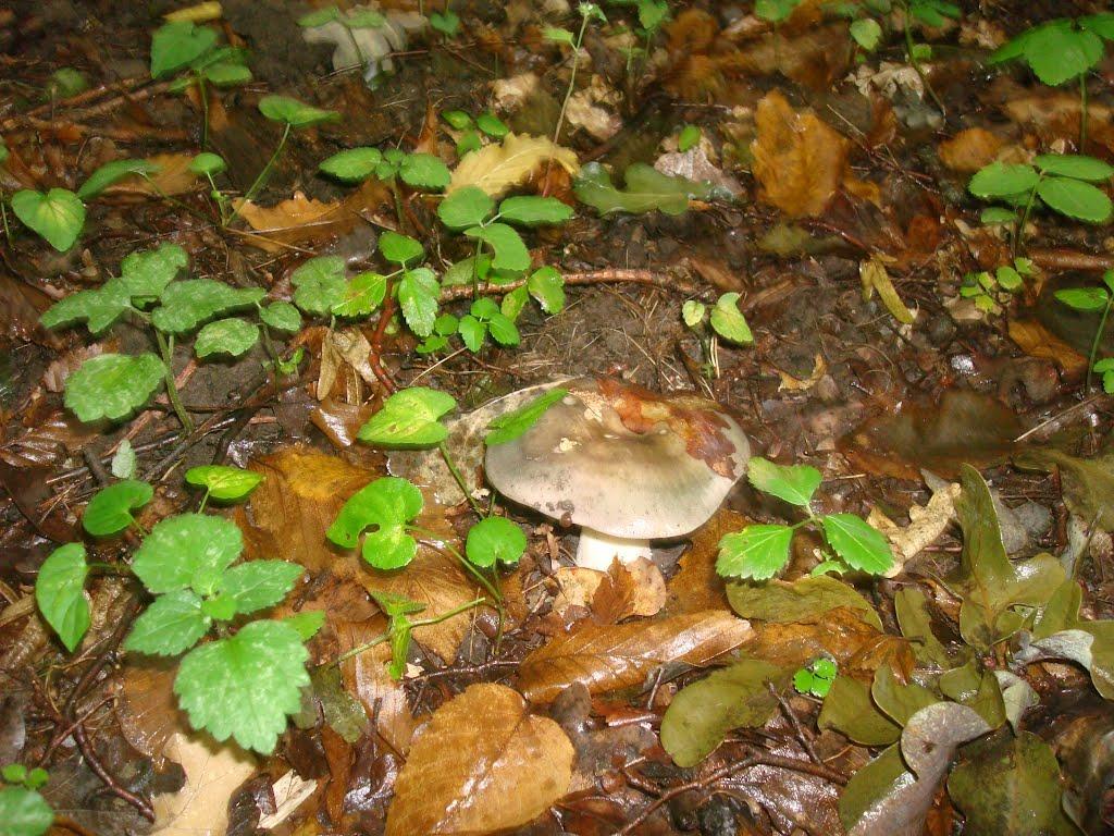 Пархомівці з panoramio.com - Пархомівці