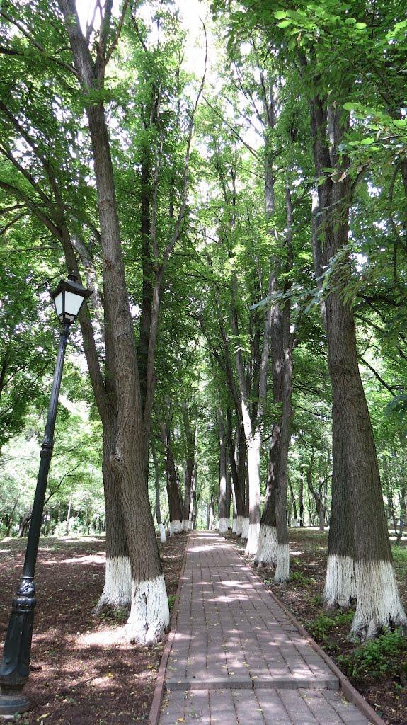 Сковородинівка з panoramio.com - Сковородинівка