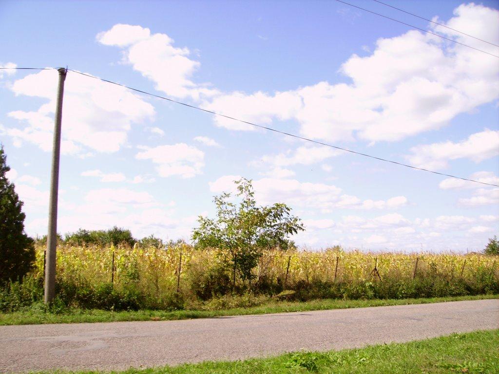 Розівка з panoramio.com (ч.2) - Розівка