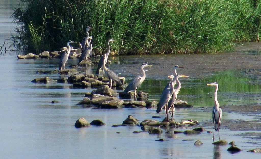 Щастя з panoramio.com - Щастя