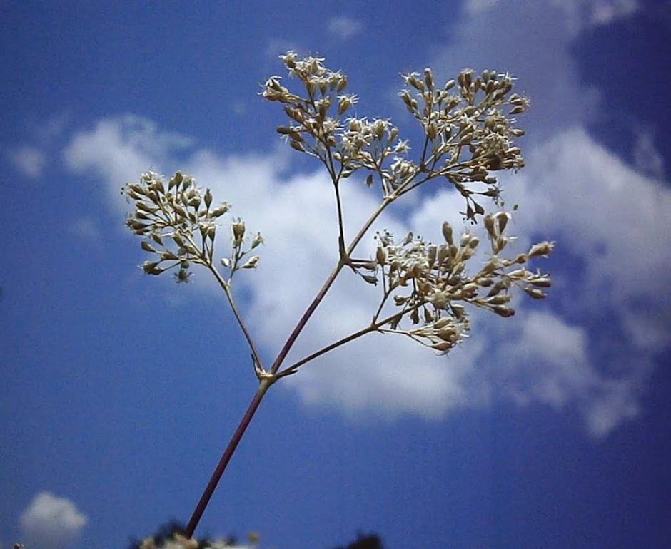 Федорівка з panoramio.com - Федорівка
