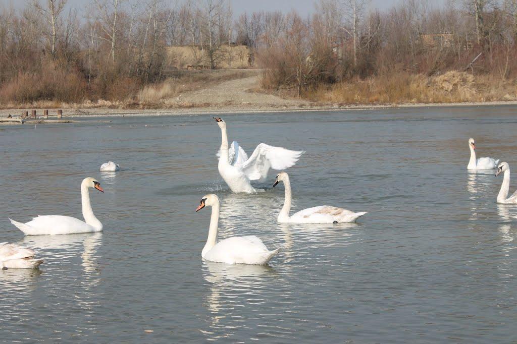 Неполоківці з panoramio.com - Неполоківці