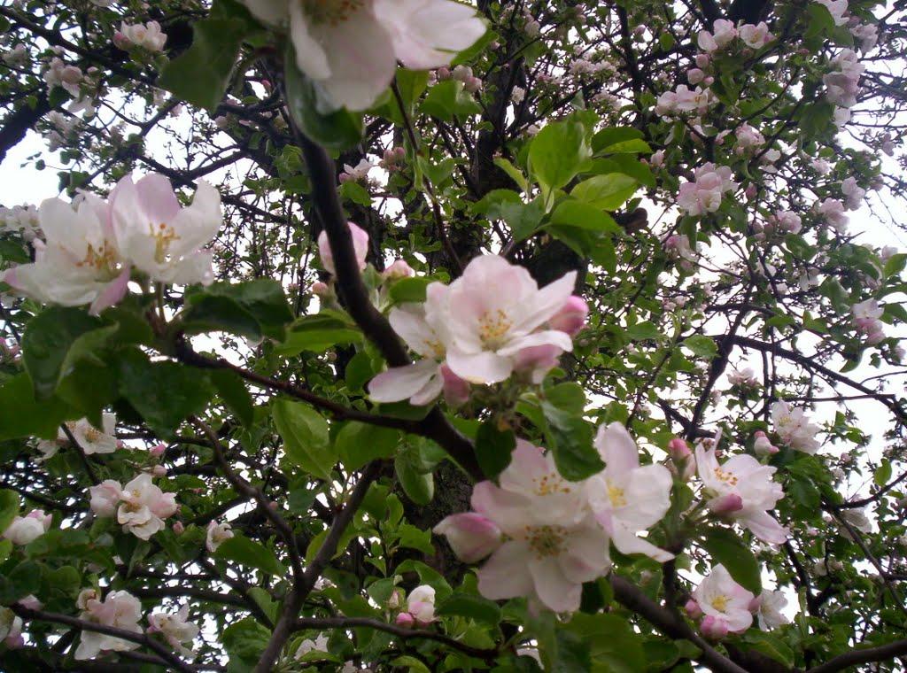 Калинів з panoramio.com - Калинів