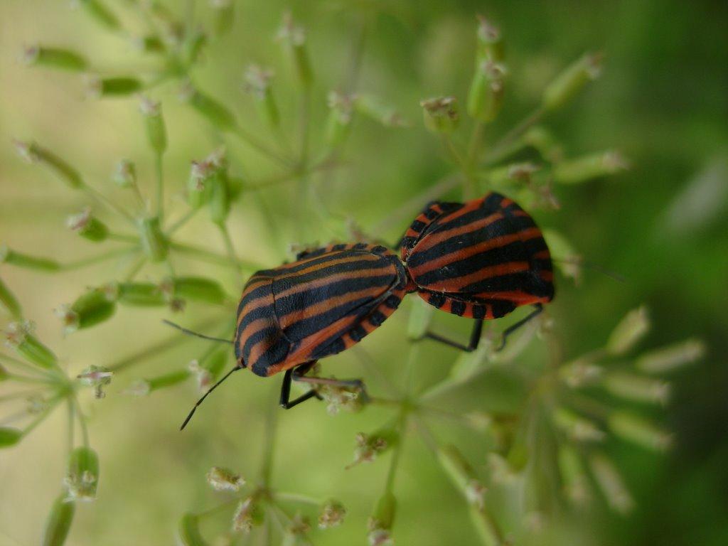 Жуківка з panoramio.com - Жуківка