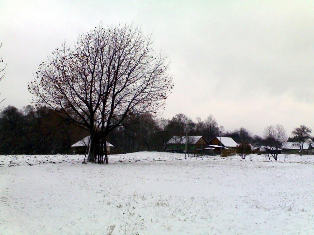 Стара Жадова з panoramio.com - Старая Жадова