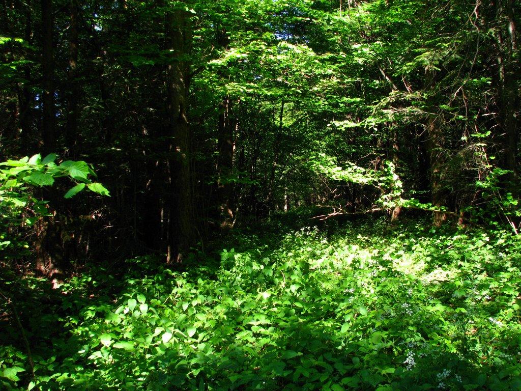 Спас з panoramio.com - Спас