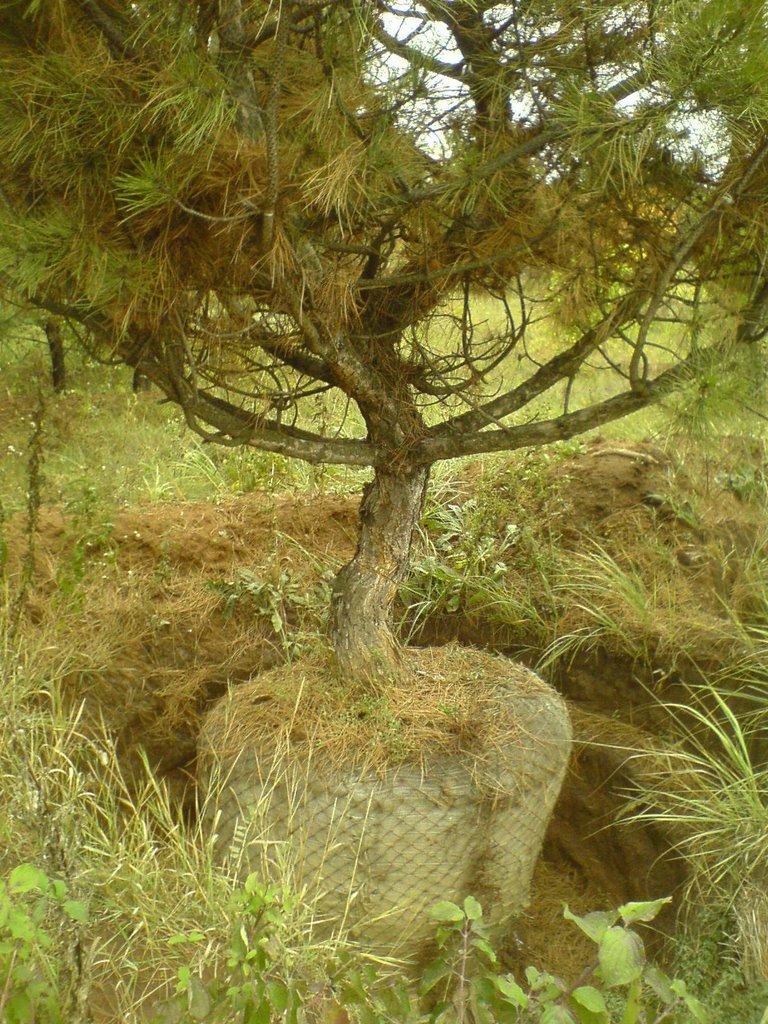 Артемівськ з panoramio.com (ч.2) - Артемівськ