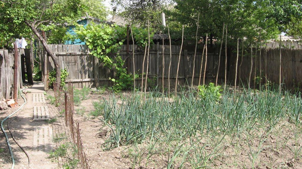 Кілія з panoramio.com (ч.2) - Килия