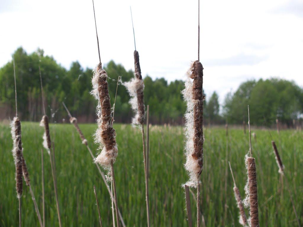 Гавронщина з panoramio.com - Gavronschyna