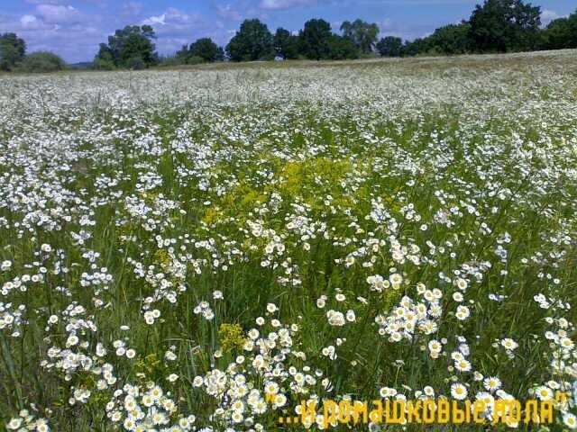 Осещина з panoramio.com - Осещина
