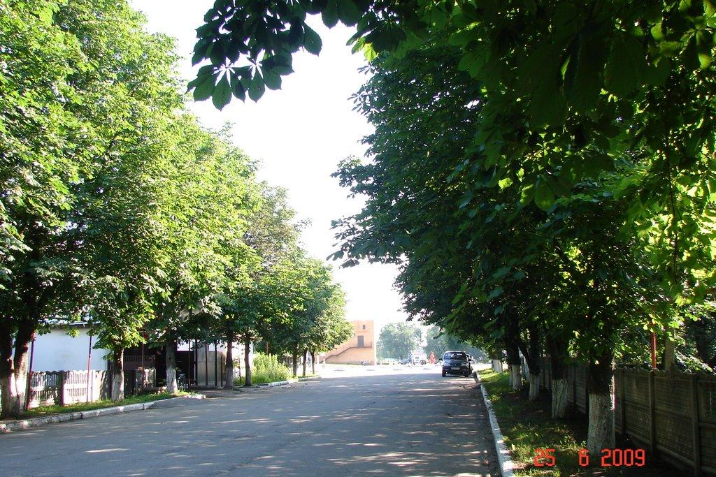 Царичанка з panoramio.com - Царичанка