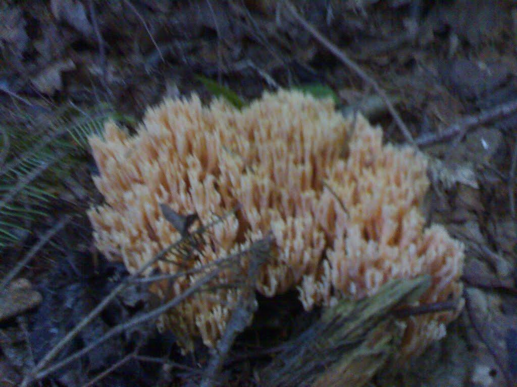 Рожнятів з panoramio.com - Рожнятів