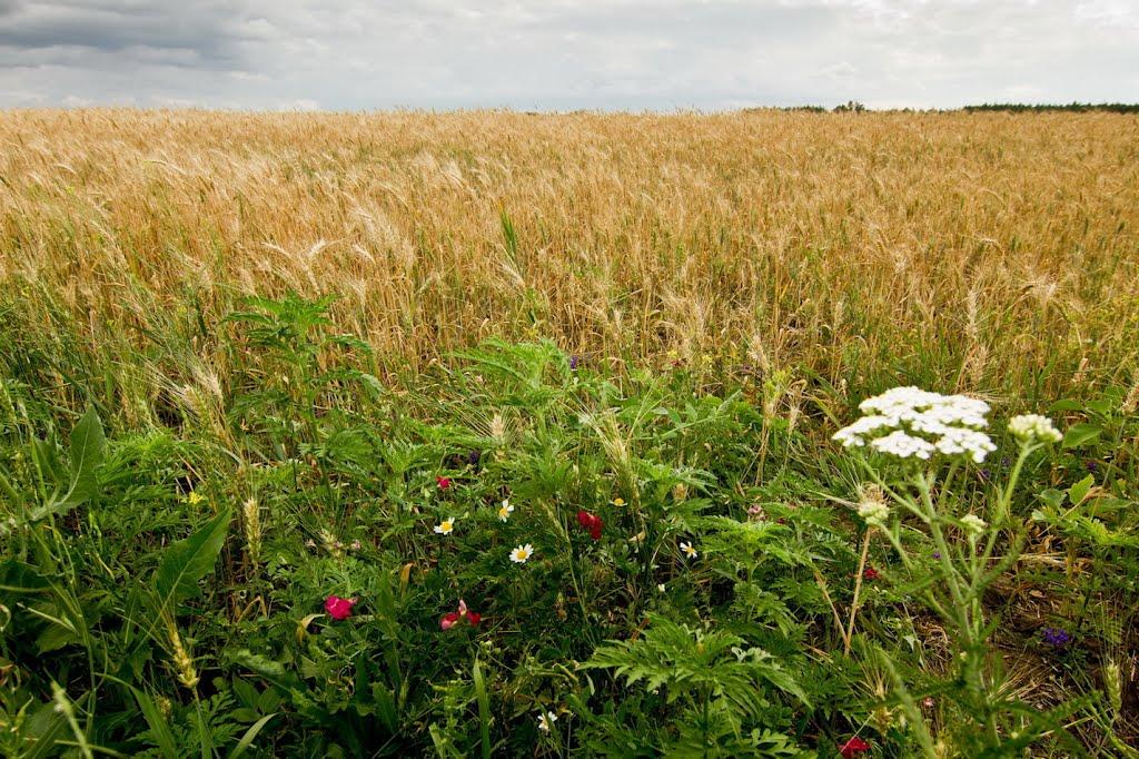 Красне з panoramio.com - Красне