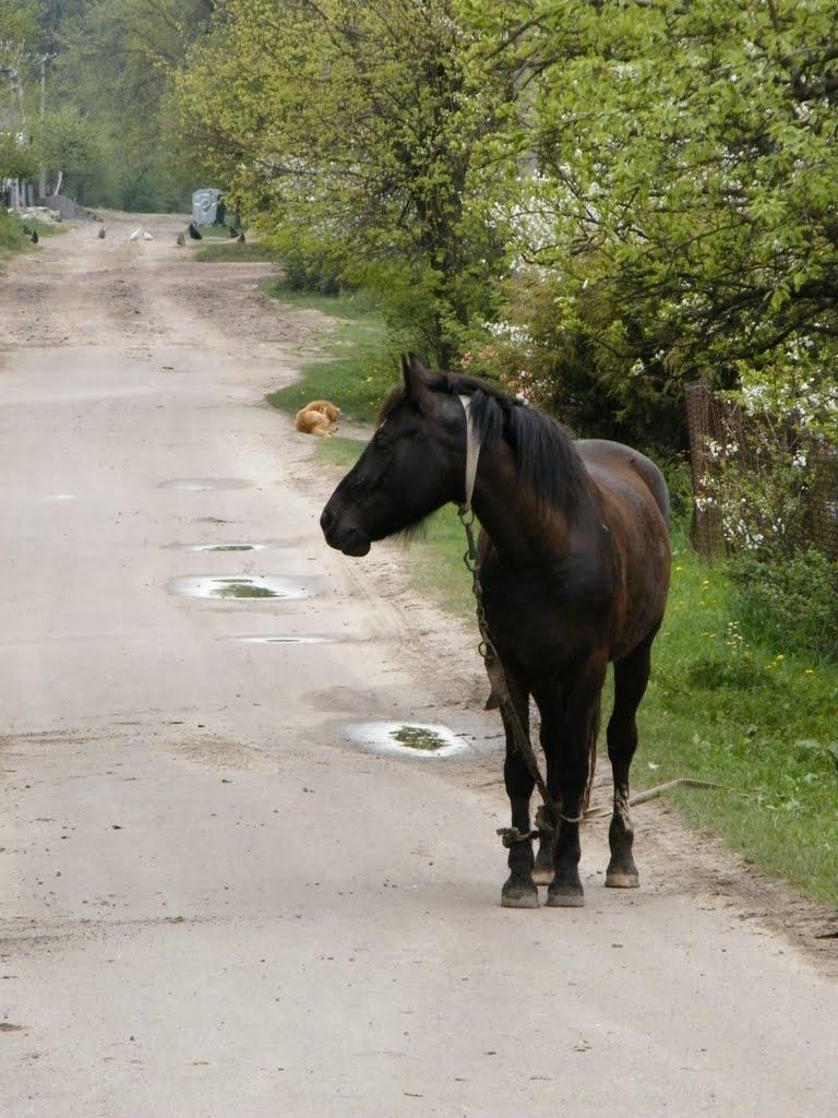 Рудне з panoramio.com - Rudne