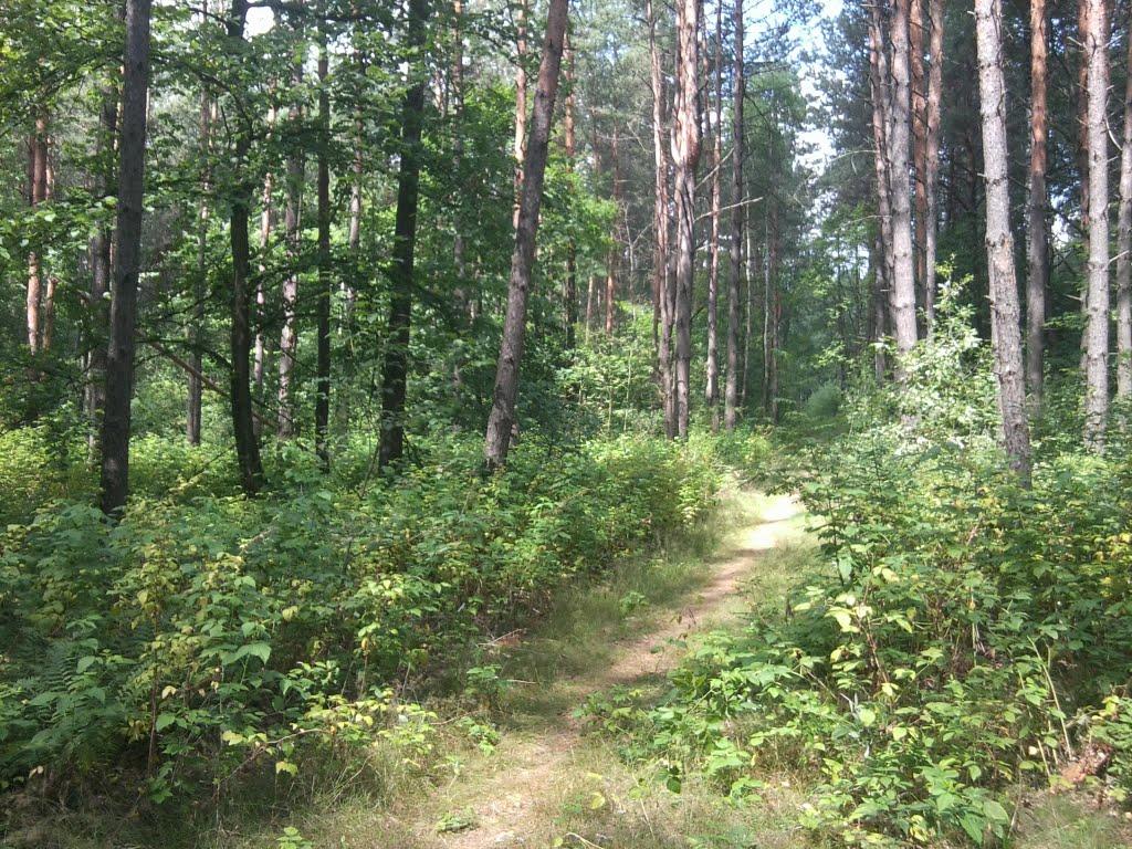 Шостка з panoramio.com - Шостка