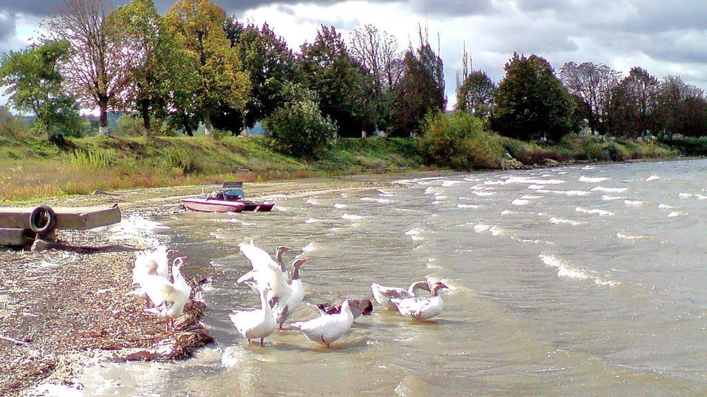 Бережани з panoramio.com - Berezhany