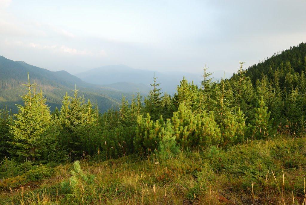 Гриньків з panoramio.com - Гриньків