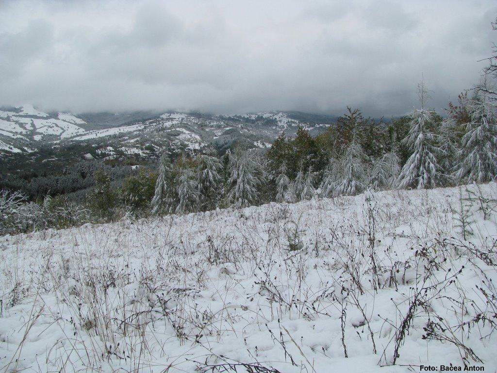Великий Бичків з panoramio.com - Великий Бичків