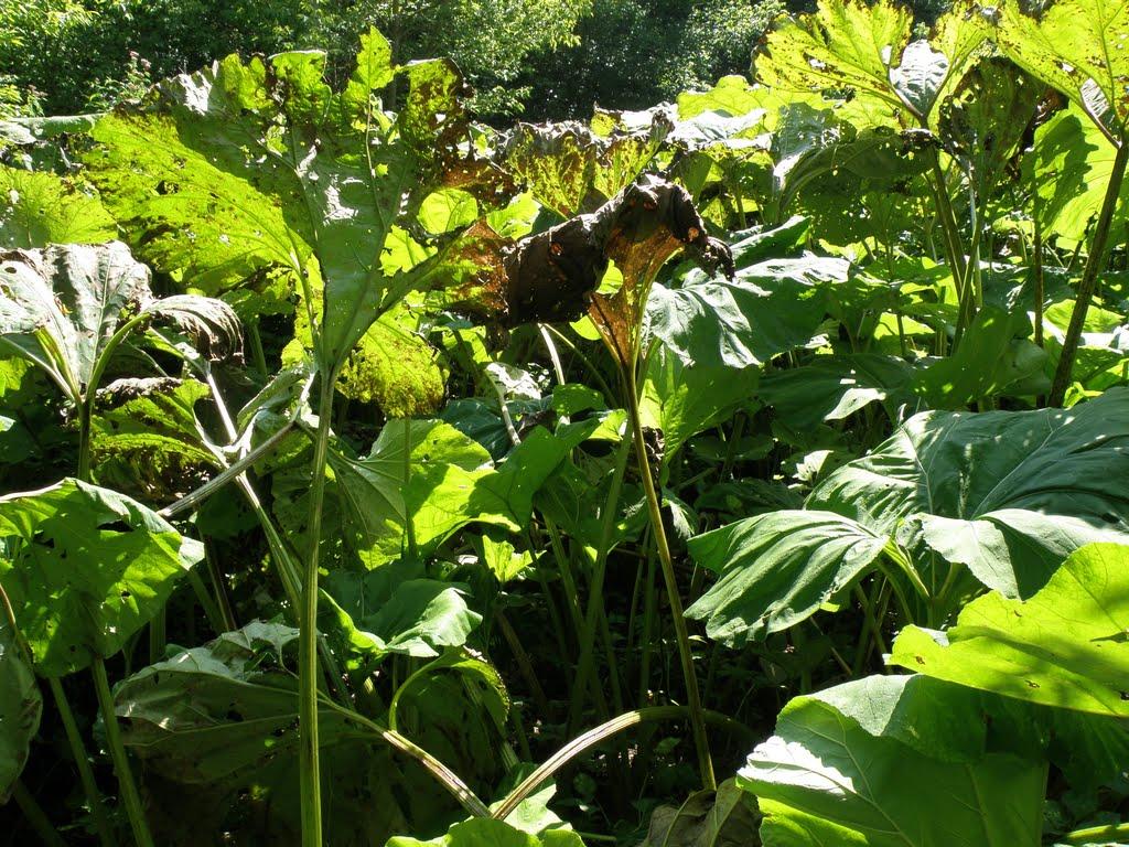 Трудове з panoramio.com - Трудове