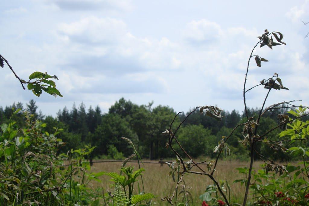 Сливки з panoramio.com - Сливки