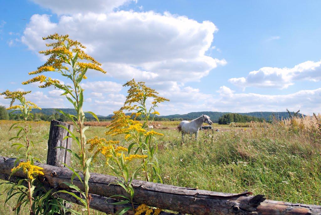 Стіжок з panoramio.com - Стіжок