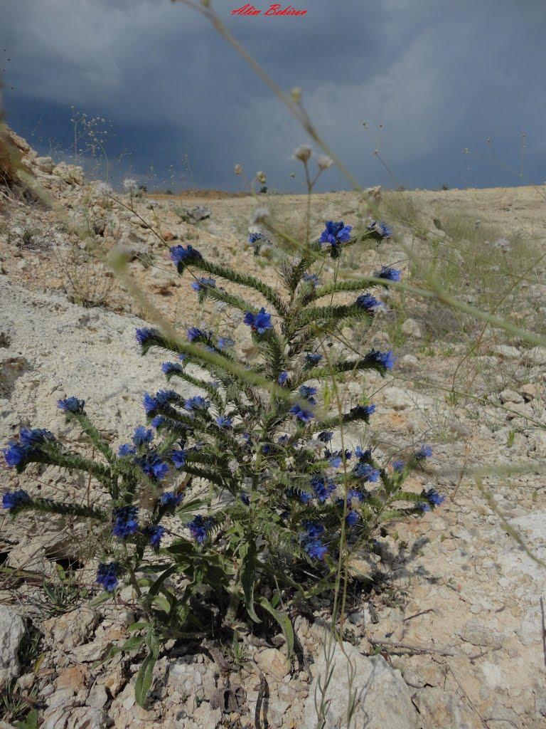 Жовтокам'янка з panoramio.com - Жовтокам'янка