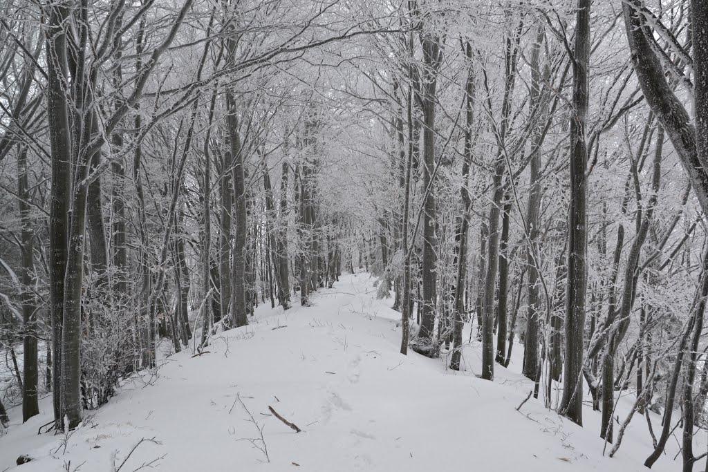 Вишка з panoramio.com - Вышка