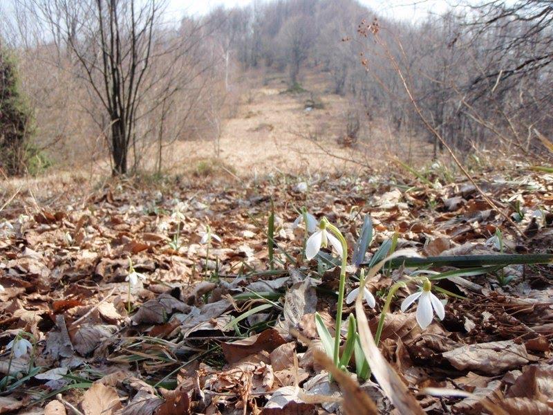 Вишка з panoramio.com - Вышка