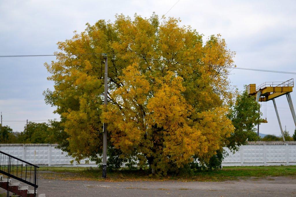 Павлівка з panoramio.com - Павлівка