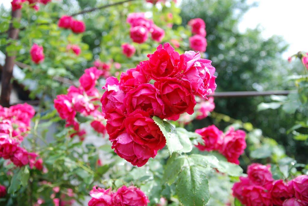 Лошкарівка з panoramio.com - Лошкарівка