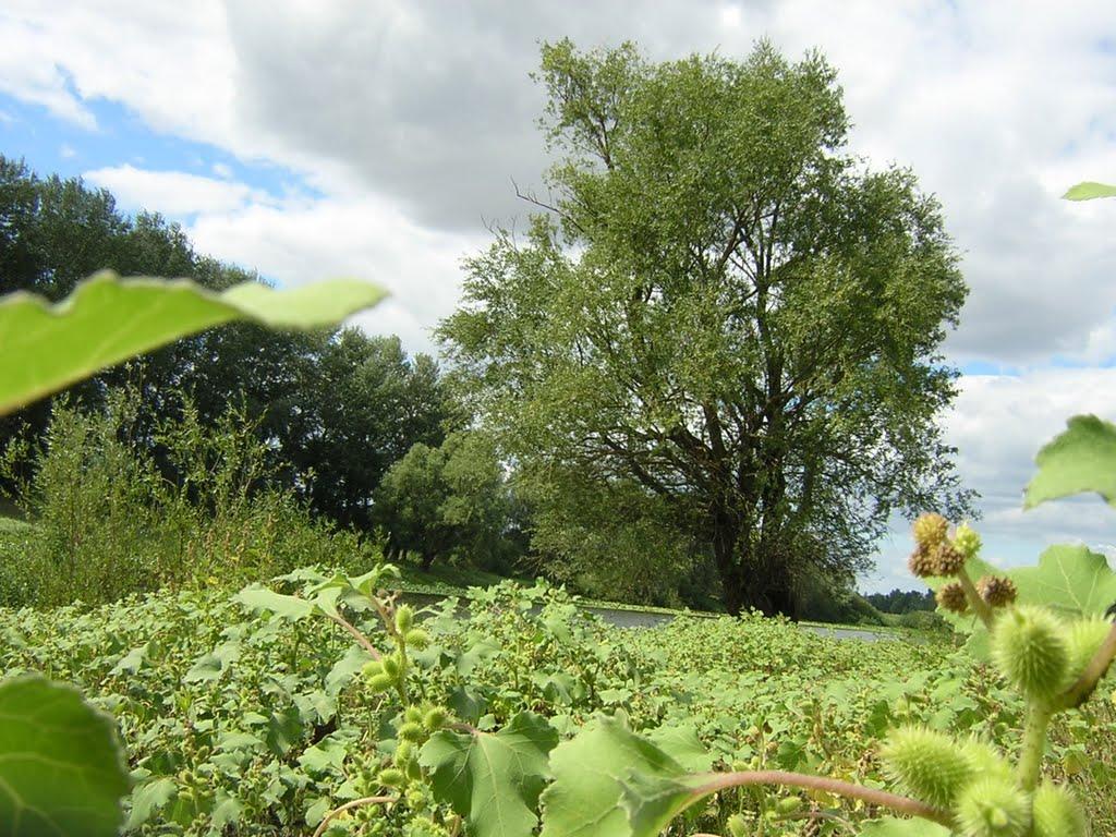 Макошине з panoramio.com - Макошине