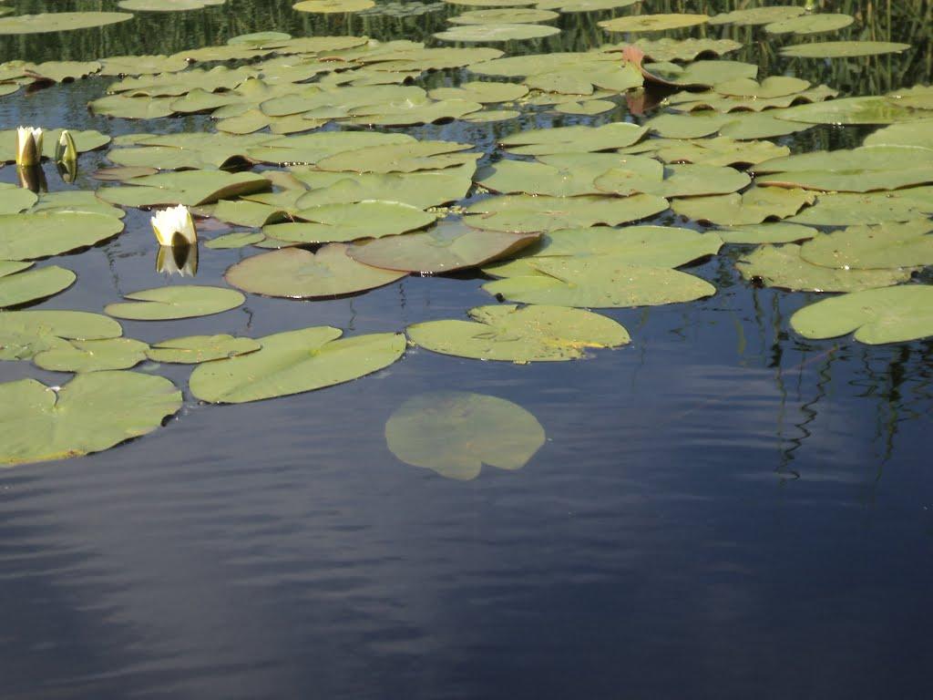 Сокирна з panoramio.com - Сокирна