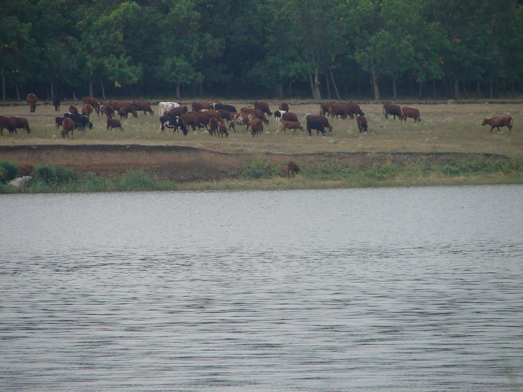 Новороманівка з panoramio.com - Новороманівка