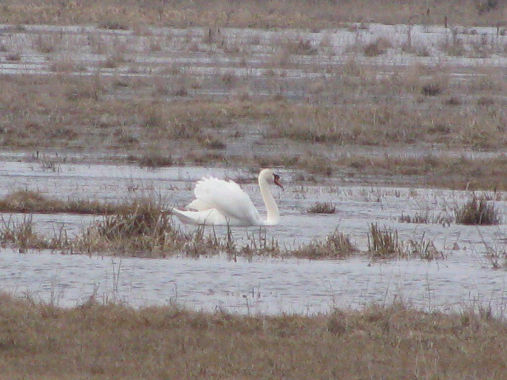 Троянівка з panoramio.com - Троянівка