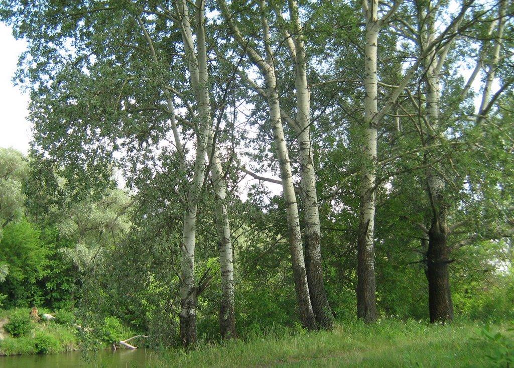 Завгороднє з panoramio.com - Завгороднее