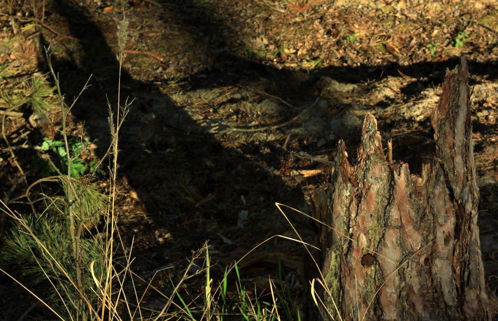 Дернівка з panoramio.com - Дернівка