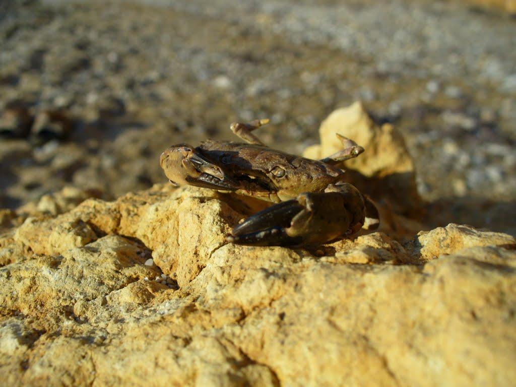 Андріївка з panoramio.com - Андріївка