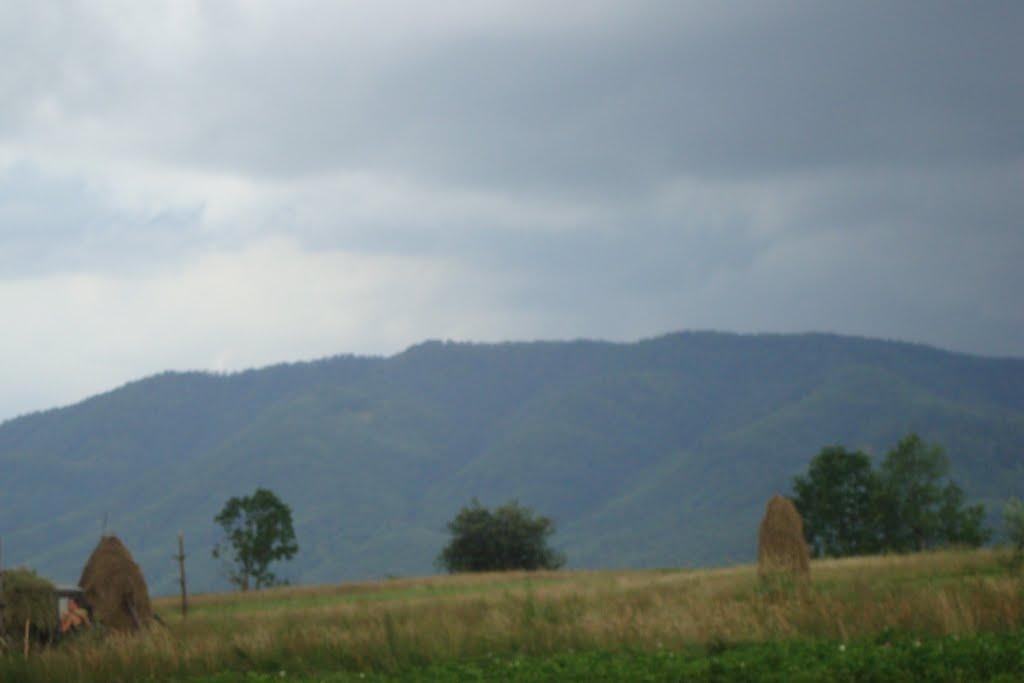 Сливки з panoramio.com - Сливки