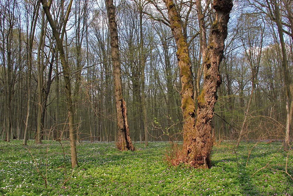 Кринцілів з panoramio.com - Кринцілів