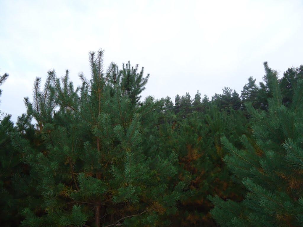 Івано-Франкове з panoramio.com - Івано-Франкове