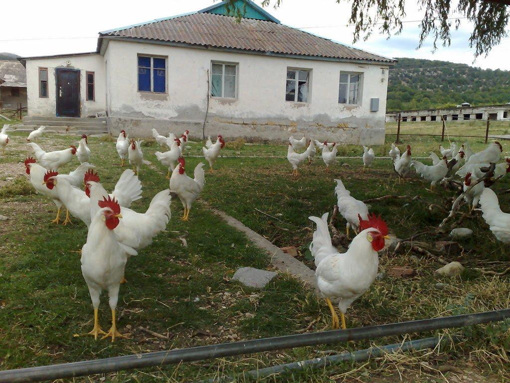 Новобобрівське з panoramio.com - Новобобрівське