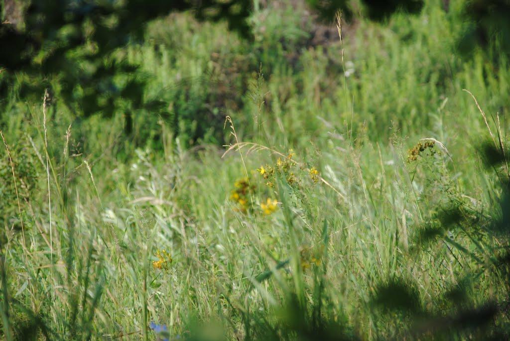 Артемівка з panoramio.com - Артемівка