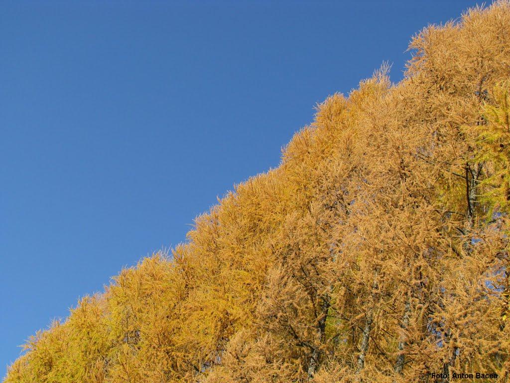 Великий Бичків з panoramio.com - Великий Бичків