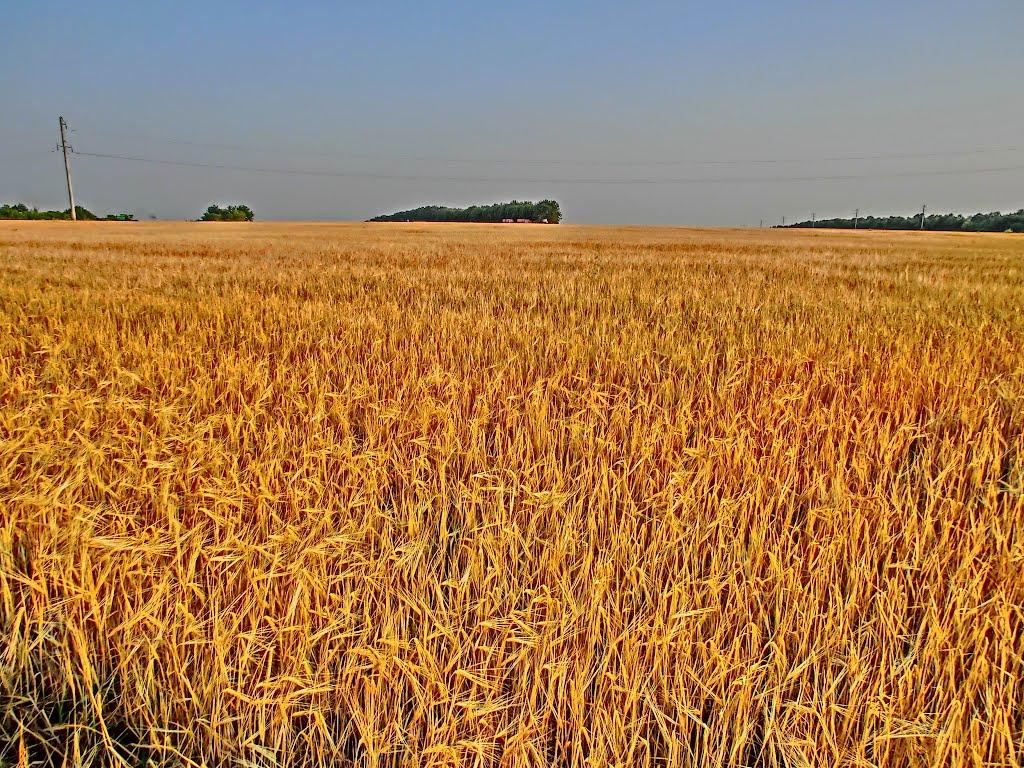 Головківське з panoramio.com - Головківське