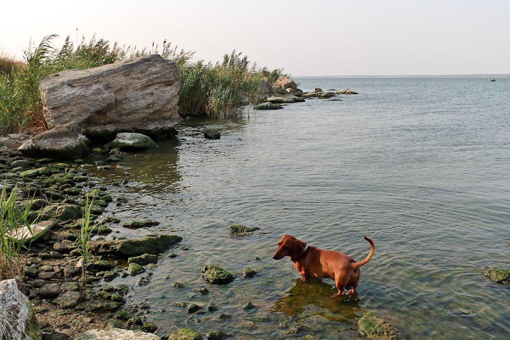 Велика Балка з panoramio.com - Велика Балка
